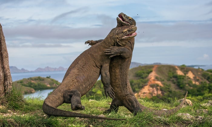 Komodo Dragon hunting
